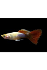 Red Blonde Tuxedo Guppy Male Med