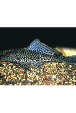 Segrest Farms Plecostomus M/L