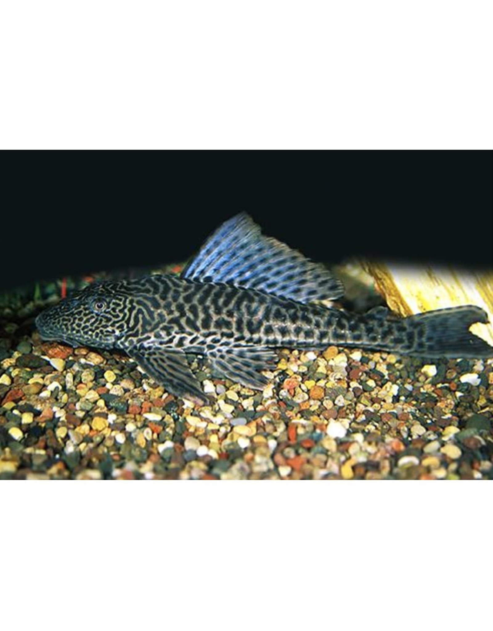 Segrest Farms Plecostomus M/L