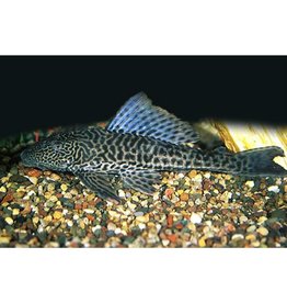 Segrest Farms Plecostomus M/L