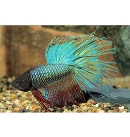 Segrest Farms BETTA: CROWN TAIL MALE