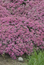Proven Winners Sedum 'Popstar'#1 Premium PW