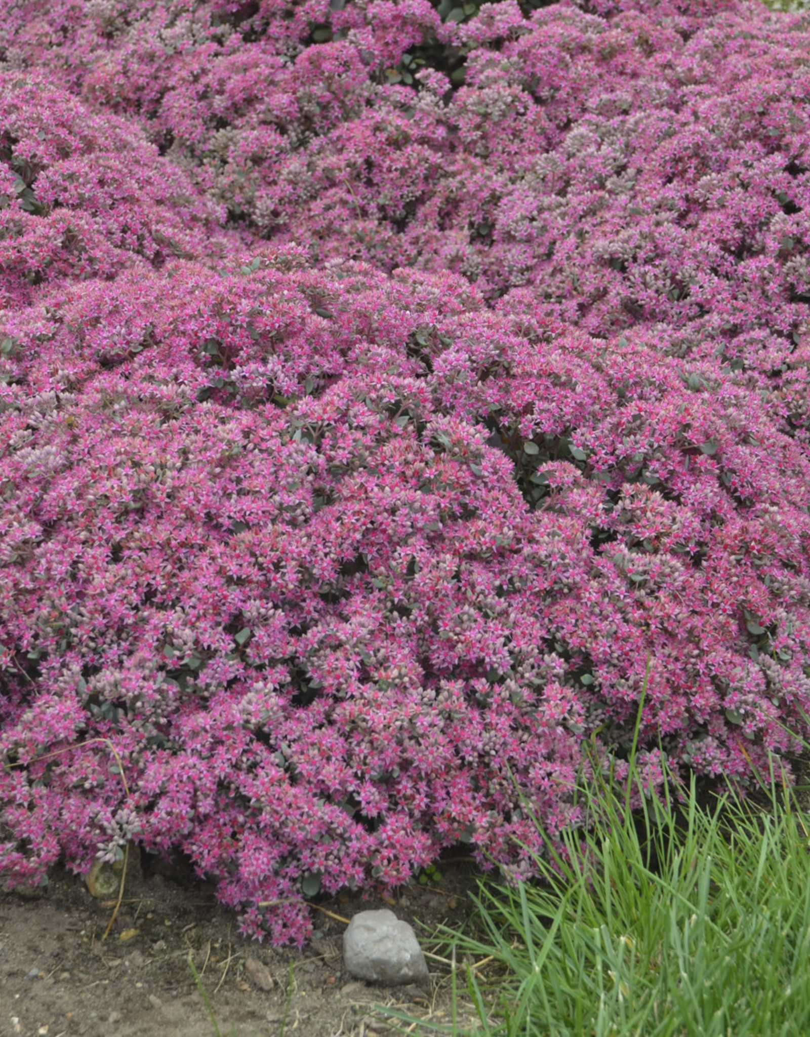 Proven Winners Sedum 'Popstar'#1 Premium PW