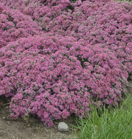 Proven Winners Sedum 'Popstar'#1 Premium PW