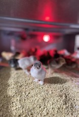 Dunlap Bantam Assorted SR 5-15-26