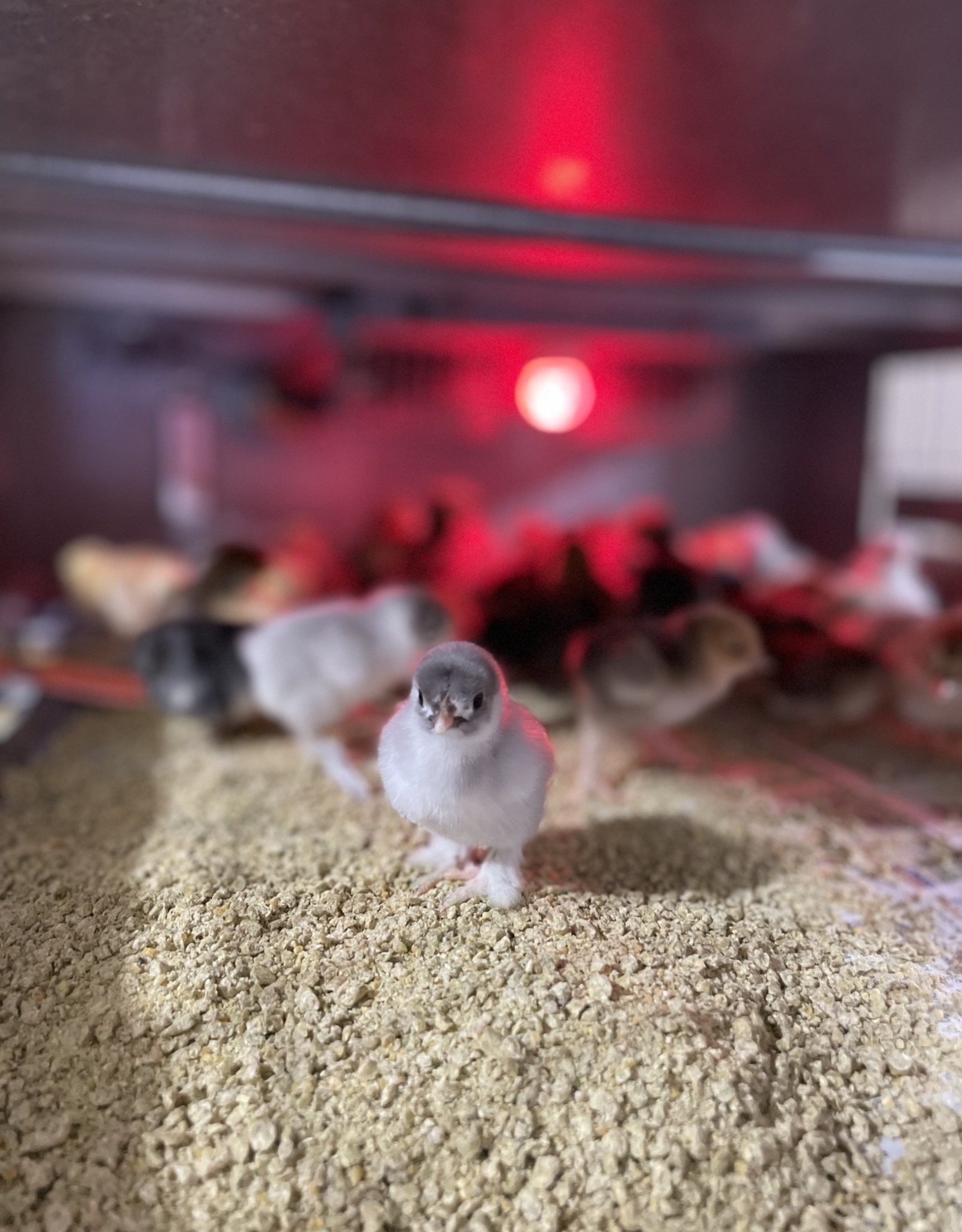 Dunlap Bantam Assorted SR 5-15-26