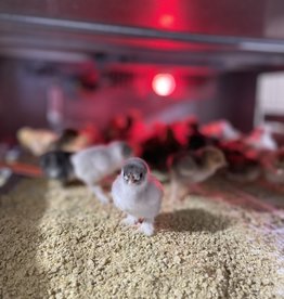 Dunlap Bantam Assorted SR 5-15-26