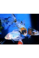 Calico Shubunkin Goldfish Reg