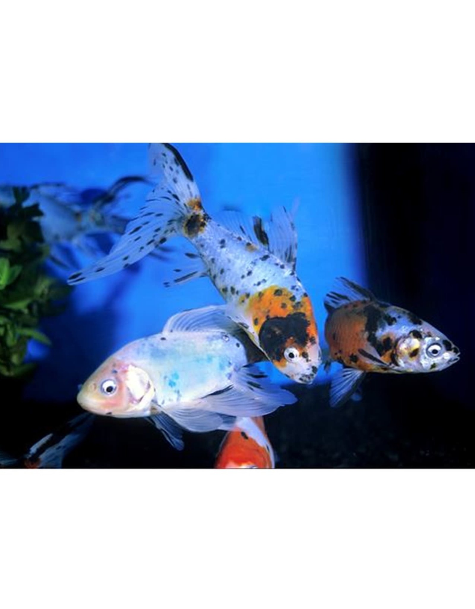 Calico Shubunkin Goldfish Reg