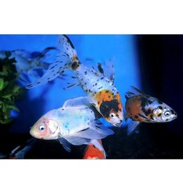 Calico Shubunkin Goldfish Reg