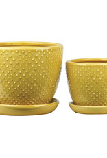 Classic Dot with Attached Saucer Marigold 6"