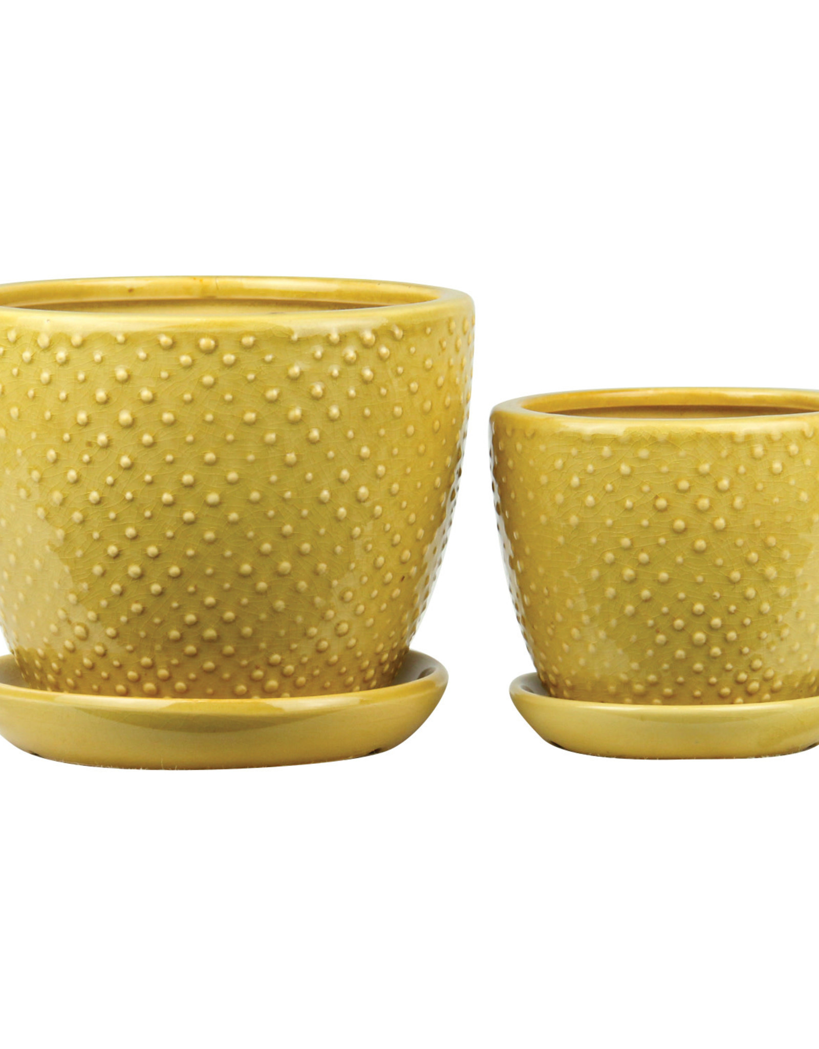 Classic Dot with Attached Saucer Marigold 6"