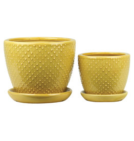 Classic Dot with Attached Saucer Marigold 6"