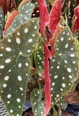 Cascade Tropicals Begonia maculata, - 4in Polka Dot Begonia