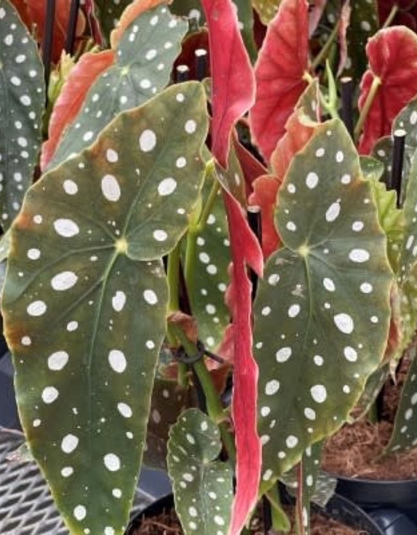 Cascade Tropicals Begonia maculata, - 4in Polka Dot Begonia