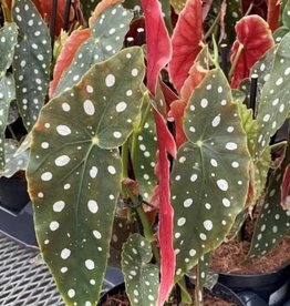 Cascade Tropicals Begonia maculata, - 4in Polka Dot Begonia