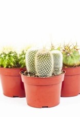 Cascade Tropicals Cactus assorted 4in -Cactus