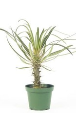 Cascade Tropicals Pachypodium lamerei, - 4in Madagascar Palm