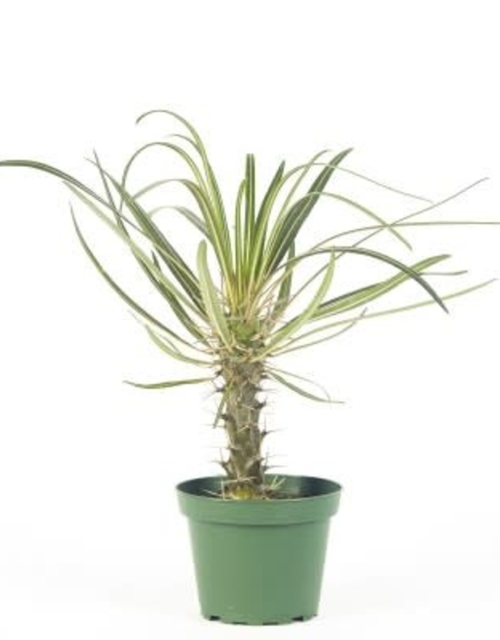 Cascade Tropicals Pachypodium lamerei, - 4in Madagascar Palm