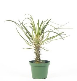Cascade Tropicals Pachypodium lamerei, - 4in Madagascar Palm