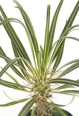 Cascade Tropicals Pachypodium lamerei, - 4in Madagascar Palm