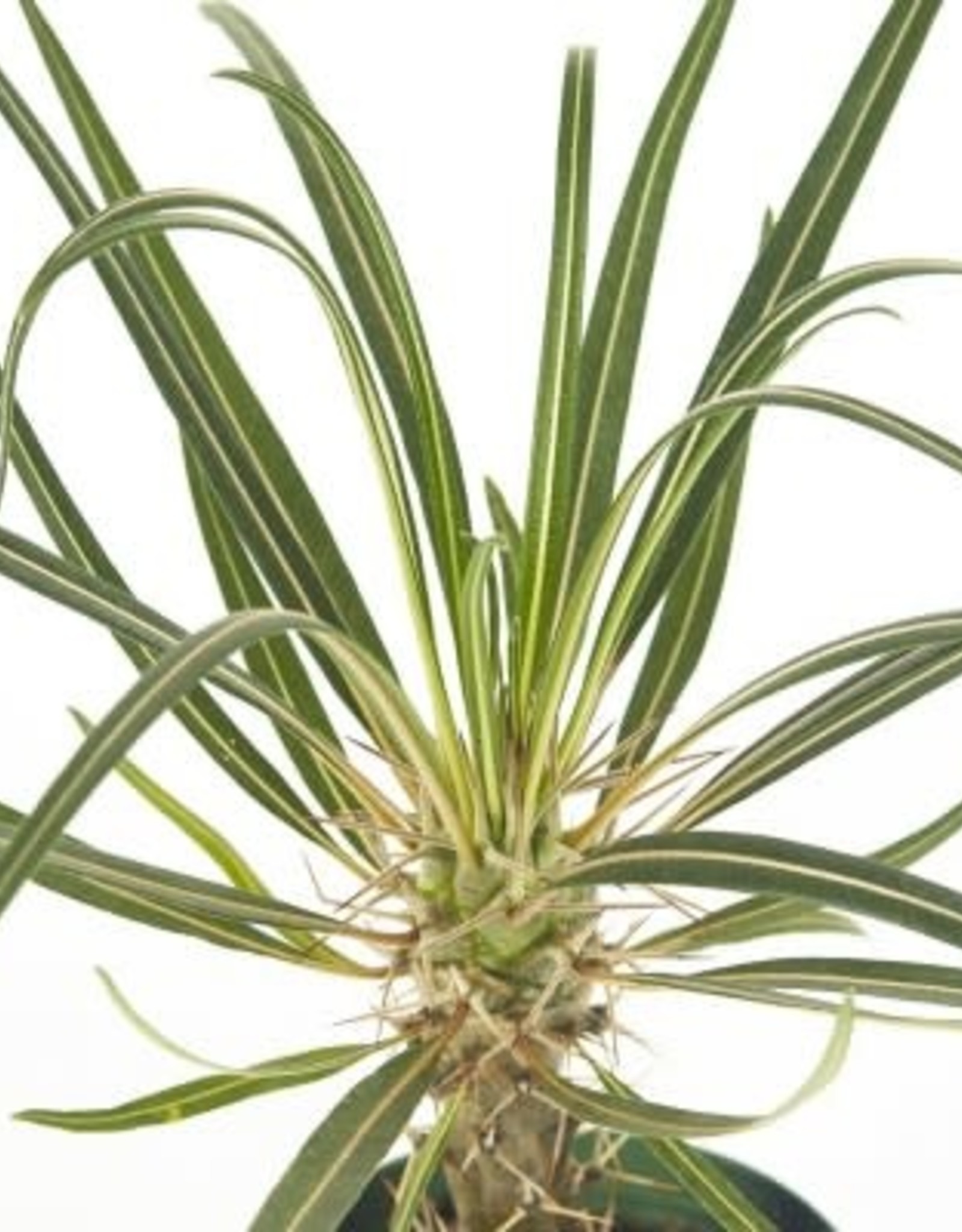 Cascade Tropicals Pachypodium lamerei, - 4in Madagascar Palm
