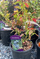 Sester Farms Vaccinium corymbosum 'Polaris' Polaris Blueberry #1
