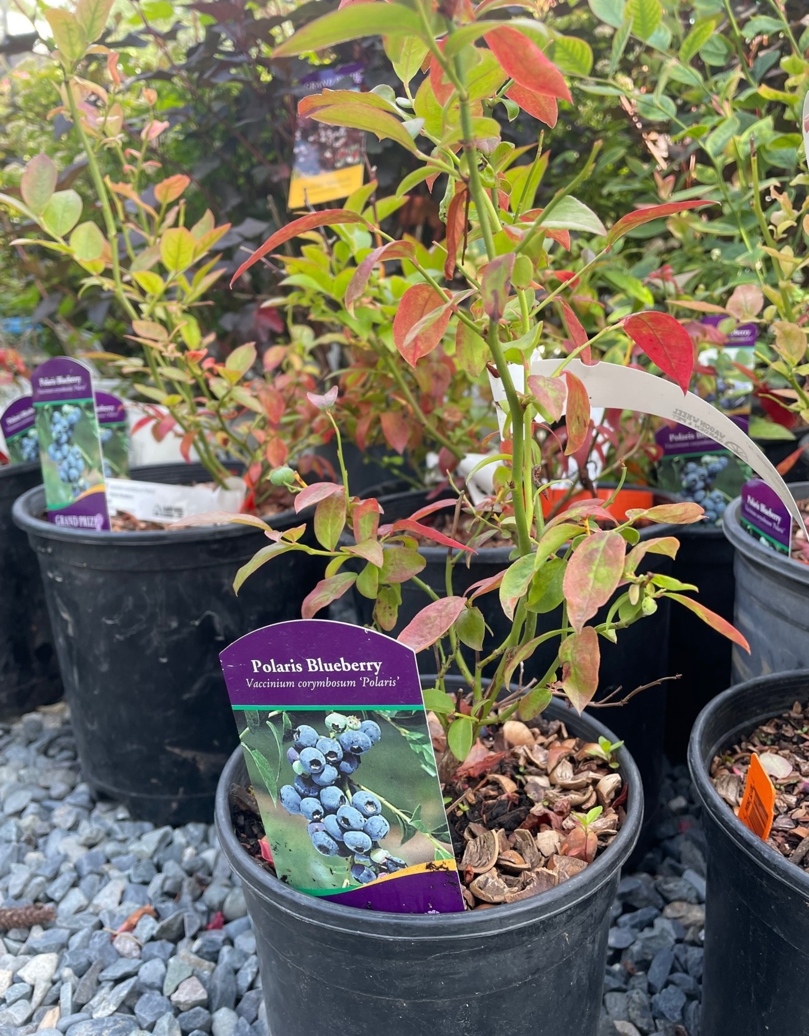 Sester Farms Vaccinium corymbosum 'Polaris' Polaris Blueberry #1