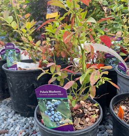 Sester Farms Vaccinium corymbosum 'Polaris' Polaris Blueberry #1