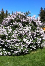 Bron and Sons Syringa patula 'Miss Kim' #10 Korean Lilac