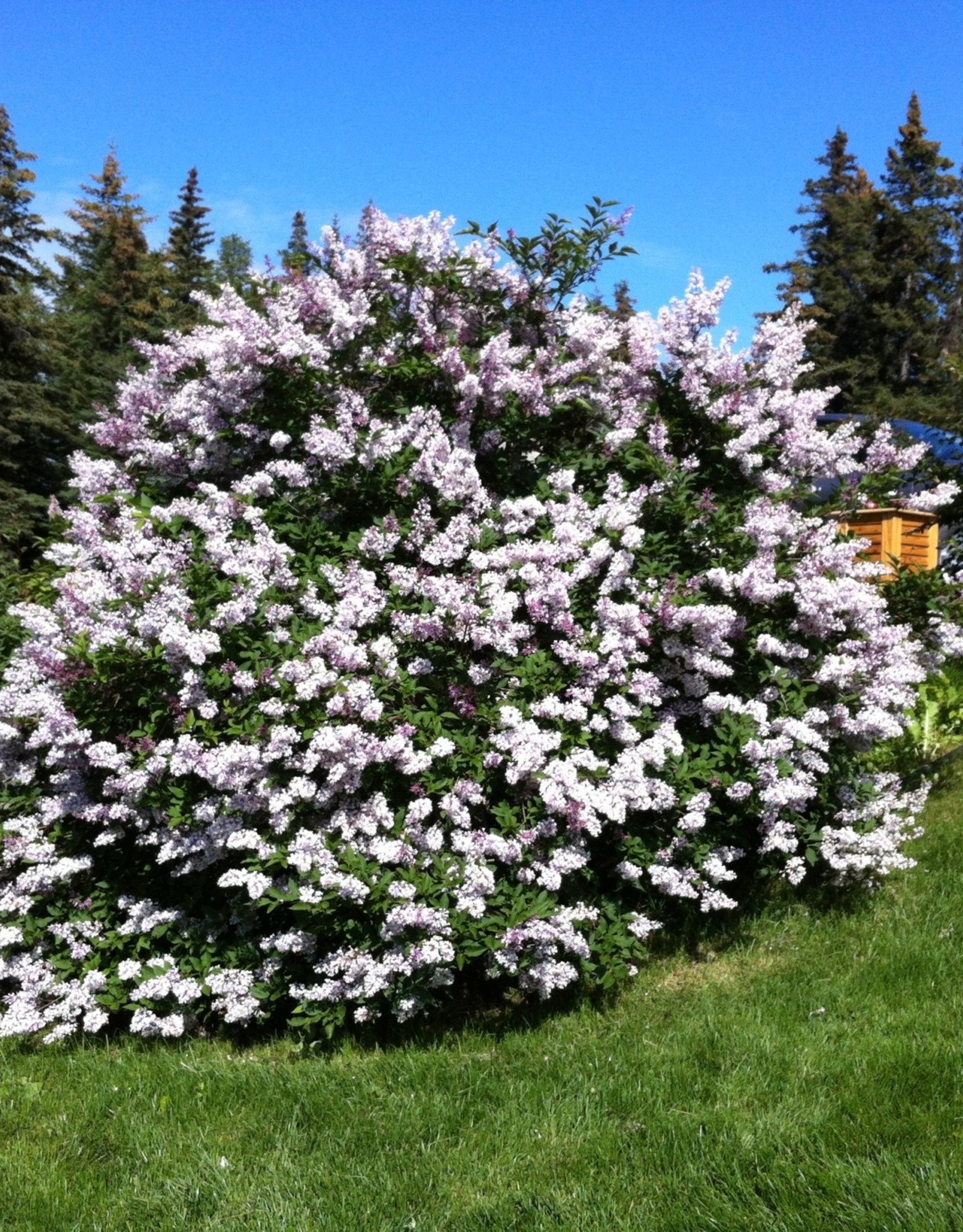 Bron and Sons Syringa patula 'Miss Kim' #10 Korean Lilac