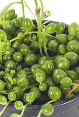 Cascade Tropicals Senecio rowleyanus 2in String of Pearls