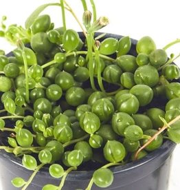 Cascade Tropicals Senecio rowleyanus 2in String of Pearls
