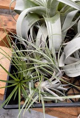 Cascade Tropicals Tillandsia Assorted Medium 3in
