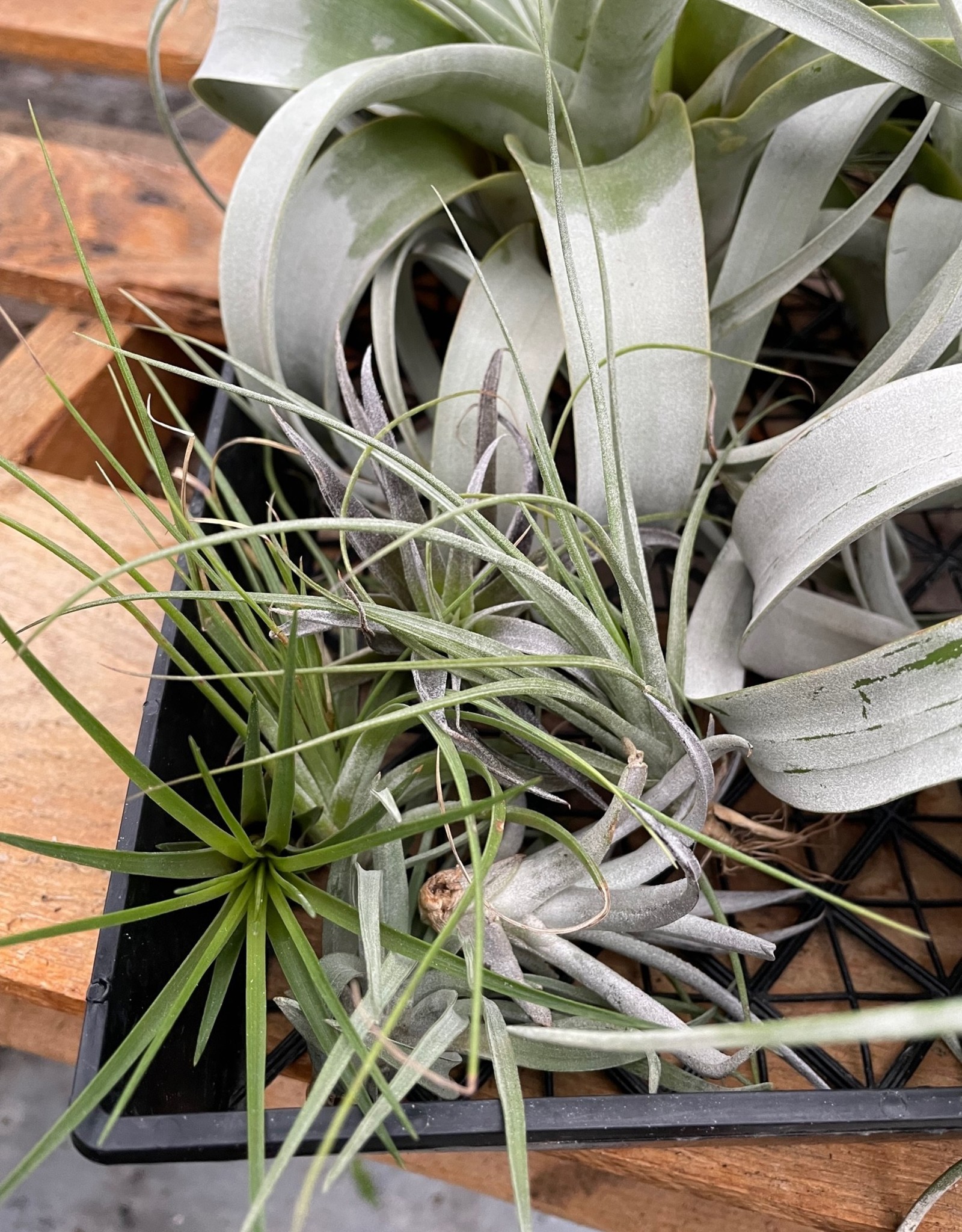 Cascade Tropicals Tillandsia Assorted Medium 3in
