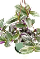 Cascade Tropicals Tradescantia albiflora 'Nanouk' 2in Inch Plant