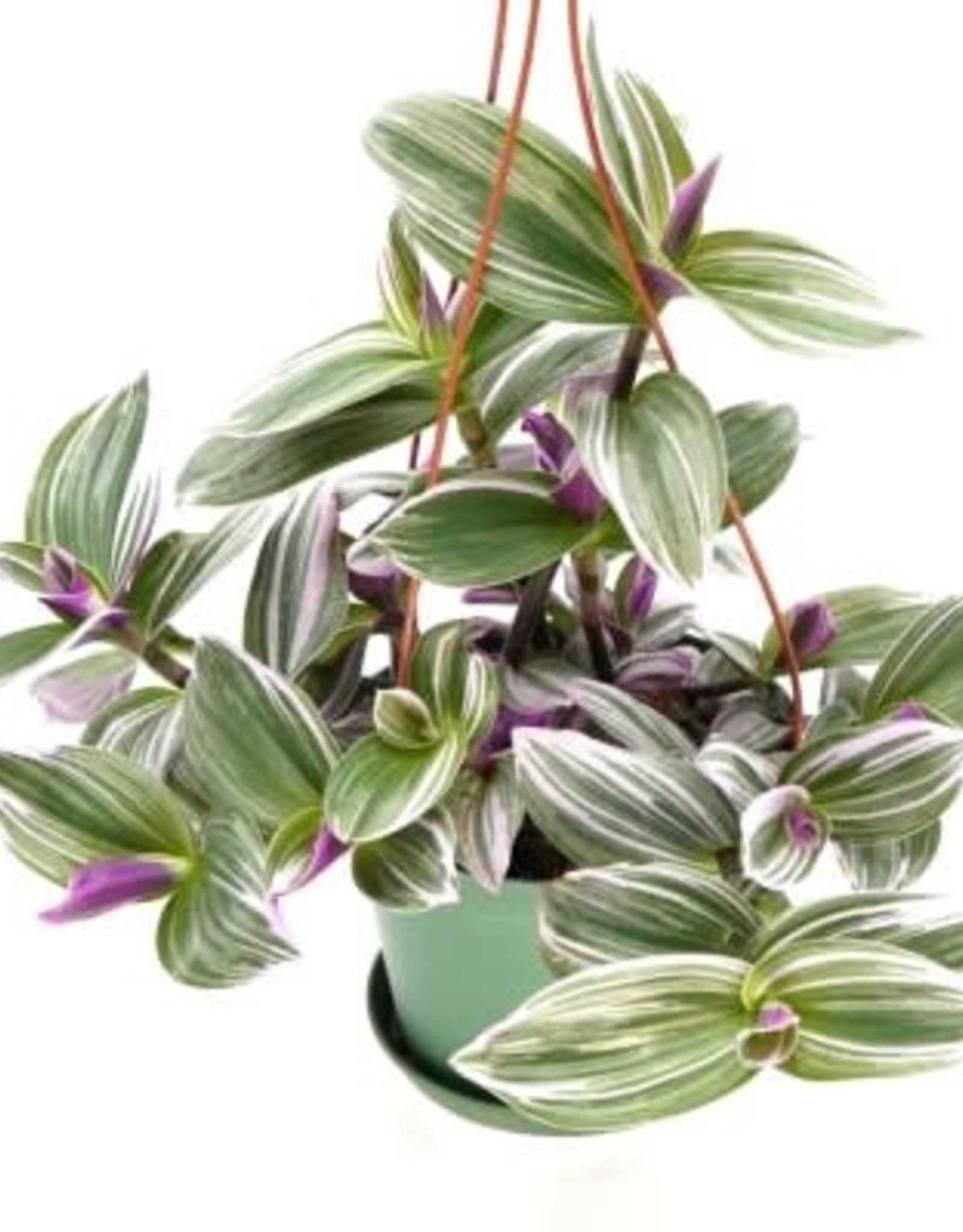 Cascade Tropicals Tradescantia albiflora 'Nanouk' 2in Inch Plant