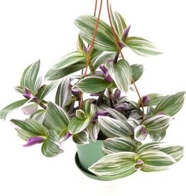 Cascade Tropicals Tradescantia albiflora 'Nanouk' 2in Inch Plant