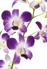 Cascade Tropicals Dendrobium phalaenopsis Orchid 4in Cooktown Orchid