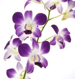 Cascade Tropicals Dendrobium phalaenopsis Orchid 4in Cooktown Orchid