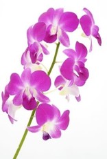 Cascade Tropicals Dendrobium phalaenopsis Orchid 4in Cooktown Orchid