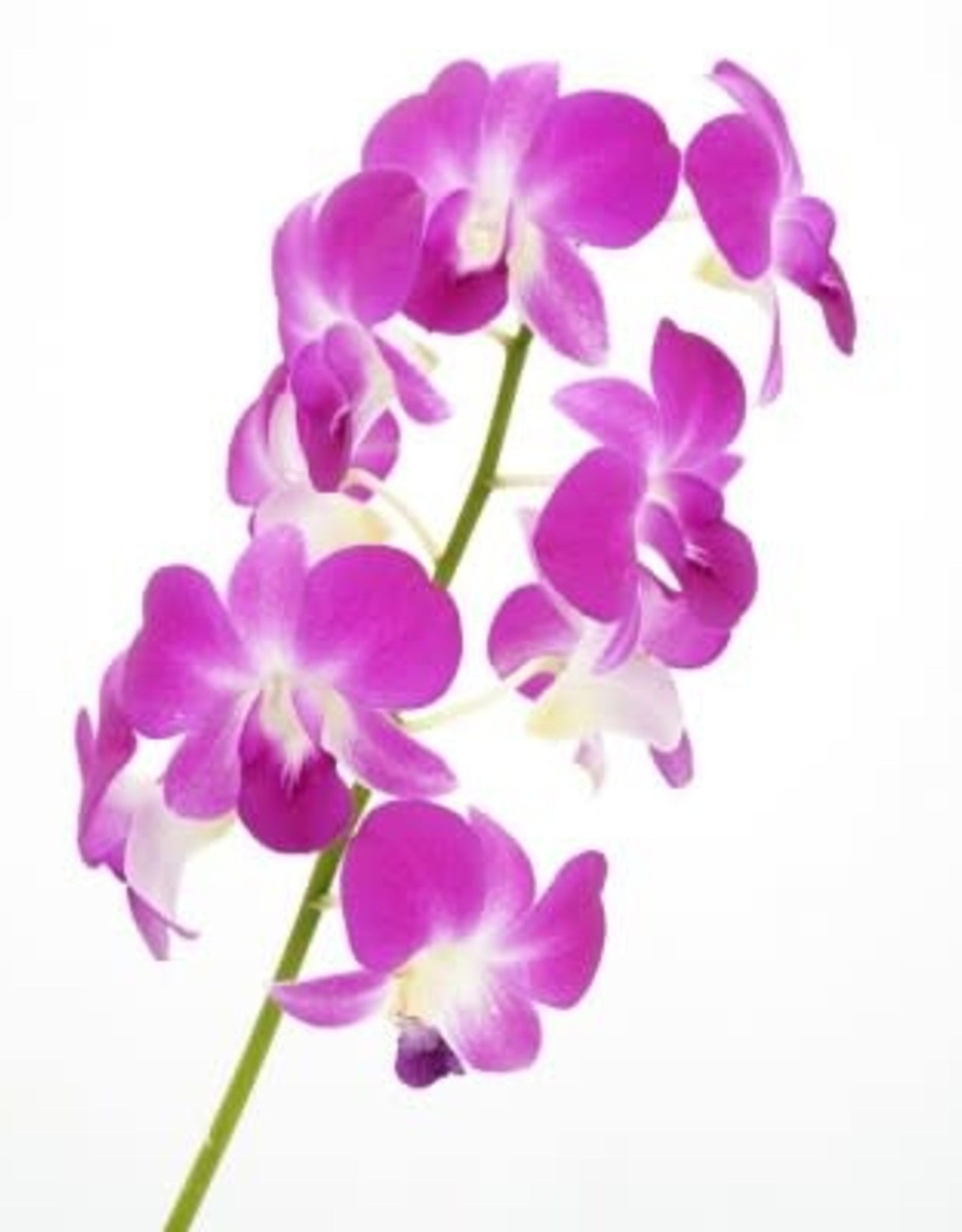 Cascade Tropicals Dendrobium phalaenopsis Orchid 4in Cooktown Orchid