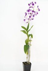 Cascade Tropicals Dendrobium phalaenopsis Orchid 4in Cooktown Orchid