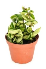 Cascade Tropicals Hoya carnosa 'Compacta', - 4in Rope Plant
