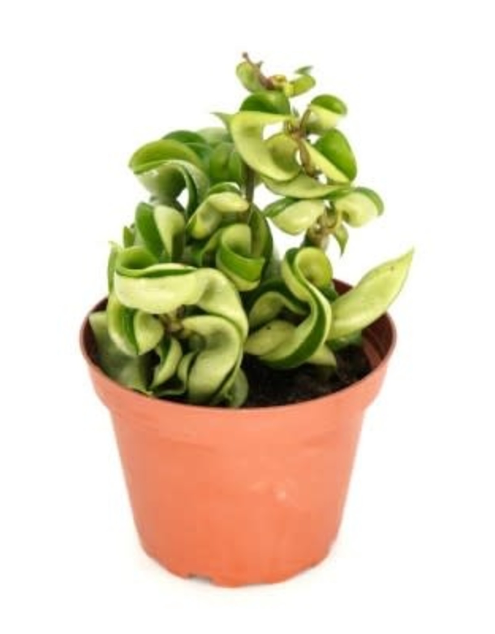 Cascade Tropicals Hoya carnosa 'Compacta' 4in Rope Plant - Wagon Wheel