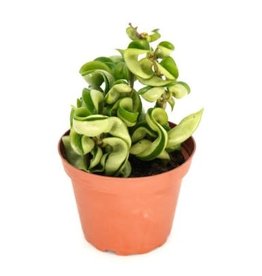 Cascade Tropicals Hoya carnosa 'Compacta', - 4in Rope Plant