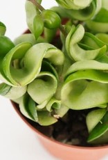 Cascade Tropicals Hoya carnosa 'Compacta', - 4in Rope Plant