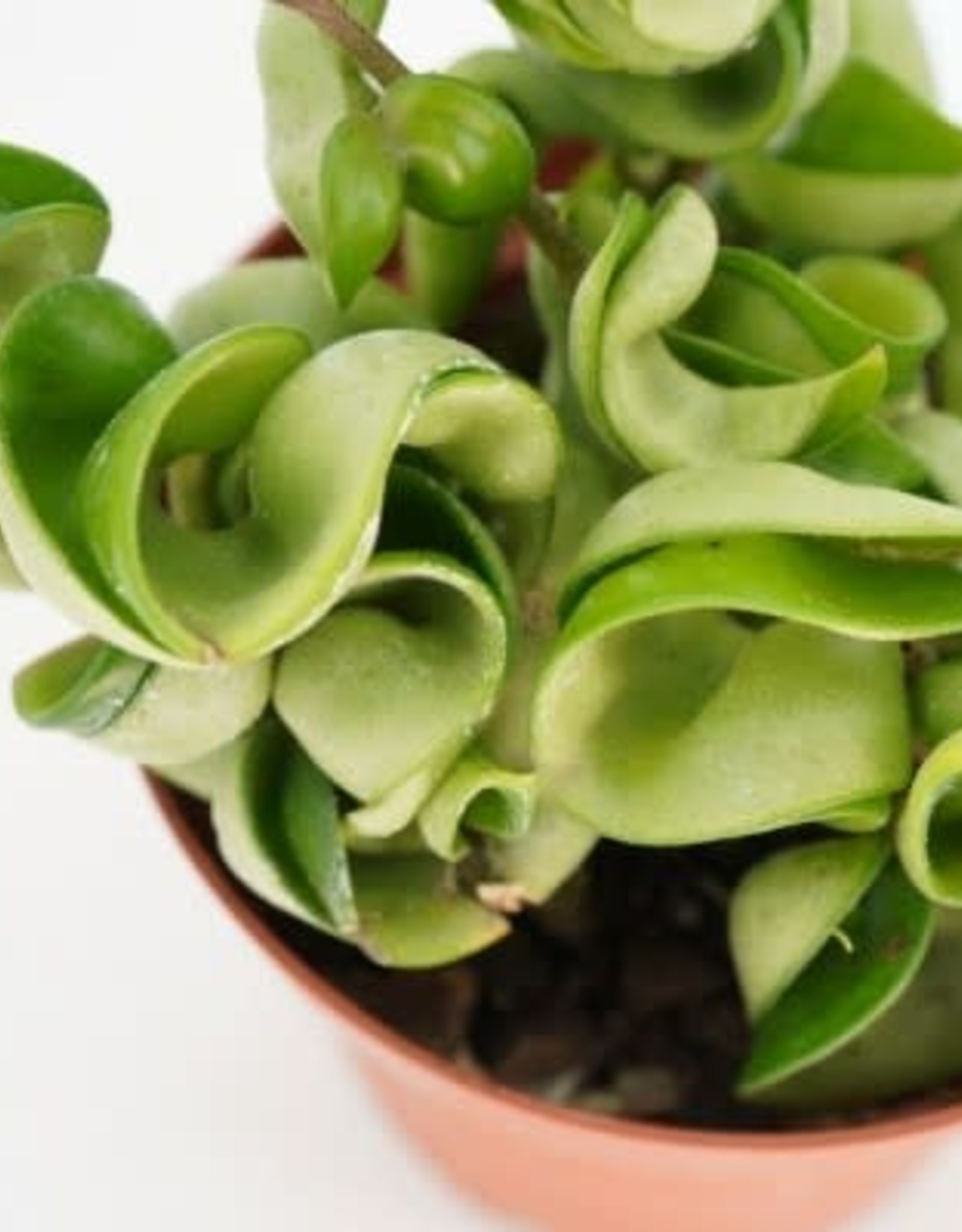 Cascade Tropicals Hoya carnosa 'Compacta', - 4in Rope Plant