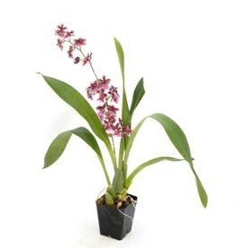 Cascade Tropicals Orchid assorted 6in Orchid