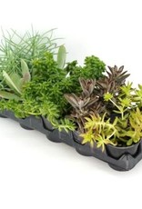Cascade Tropicals Succulent assorted - 10 per flat 4in Succulent